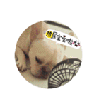 I Love Bulldog（個別スタンプ：17）