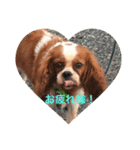 ブスな犬は好き？（個別スタンプ：1）