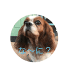 ブスな犬は好き？（個別スタンプ：6）