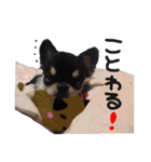 わがやのいぬ ちわわ（個別スタンプ：21）