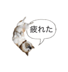 kikuhime sticker 1（個別スタンプ：4）