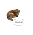 kikuhime sticker 1（個別スタンプ：22）