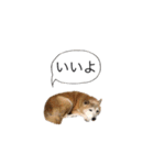 kikuhime sticker 1（個別スタンプ：23）