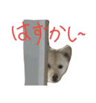 いいんよクッキー！3（個別スタンプ：9）