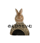 rabbit rabbit.（個別スタンプ：5）