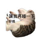 A cat called Moe（個別スタンプ：36）