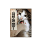 A cat called Moe（個別スタンプ：39）