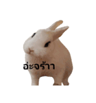 NASABUNNY（個別スタンプ：8）