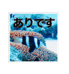 スキューバその1(クマノミと海の生物)（個別スタンプ：19）