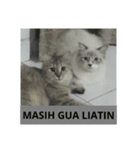 kucing rumah: kelakuan si putih（個別スタンプ：8）