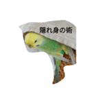 僕の鳥（個別スタンプ：6）