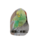 僕の鳥（個別スタンプ：11）