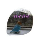 僕の鳥（個別スタンプ：16）