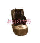 black cat everyday（個別スタンプ：2）