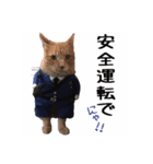 Protective cats everyday（個別スタンプ：4）