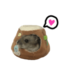 Hamster R-ni (In the tree hole)（個別スタンプ：1）