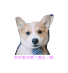 dog cute dog funny（個別スタンプ：3）