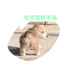 dog cute dog funny（個別スタンプ：5）