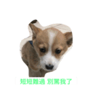 dog cute dog funny（個別スタンプ：7）