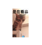 funny cattt（個別スタンプ：7）