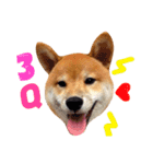 Shiba Love daily（個別スタンプ：1）