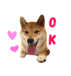 Shiba Love daily（個別スタンプ：4）