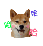 Shiba Love daily（個別スタンプ：7）