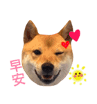 Shiba Love daily（個別スタンプ：9）