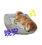 Shiba Love daily（個別スタンプ：10）