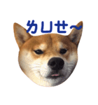 Shiba Love daily（個別スタンプ：11）