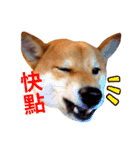 Shiba Love daily（個別スタンプ：12）