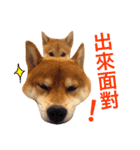 Shiba Love daily（個別スタンプ：13）