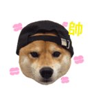 Shiba Love daily（個別スタンプ：16）