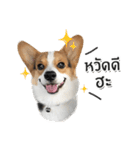 Toby the Corgi（個別スタンプ：1）