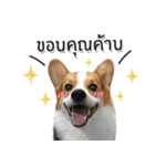 Toby the Corgi（個別スタンプ：3）