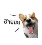 Toby the Corgi（個別スタンプ：7）