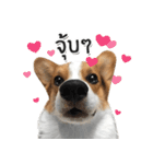 Toby the Corgi（個別スタンプ：8）