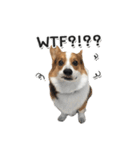 Toby the Corgi（個別スタンプ：10）