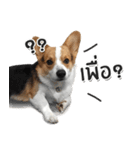 Toby the Corgi（個別スタンプ：11）