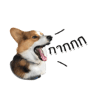 Toby the Corgi（個別スタンプ：12）