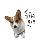 Toby the Corgi（個別スタンプ：14）