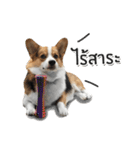 Toby the Corgi（個別スタンプ：17）