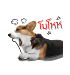 Toby the Corgi（個別スタンプ：18）