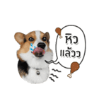 Toby the Corgi（個別スタンプ：19）