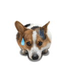 Toby the Corgi（個別スタンプ：21）