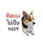 Toby the Corgi（個別スタンプ：22）