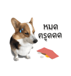 Toby the Corgi（個別スタンプ：26）