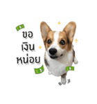 Toby the Corgi（個別スタンプ：27）