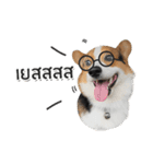 Toby the Corgi（個別スタンプ：29）