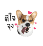 Toby the Corgi（個別スタンプ：31）